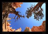Bryce Canyon 22